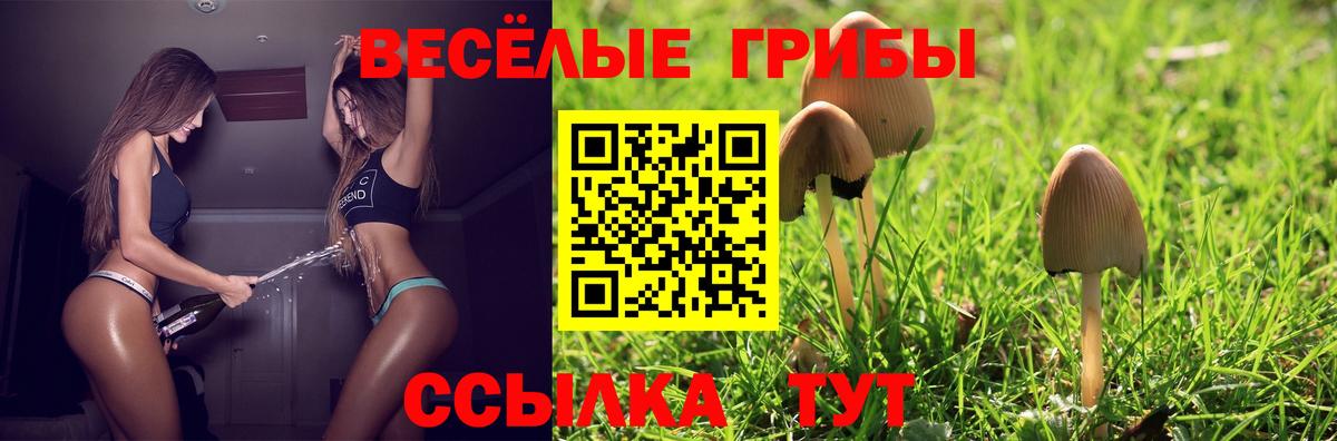 Псилоцибиновые грибы GOLDEN TEACHER  Вход с VPN  Дмитров  Галлюциногенные грибы GOLDEN TEACHER 